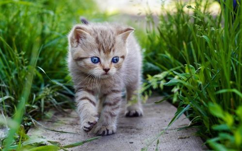 猫咪大作战无限猫罐头版中文下载手机版-猫咪大作战无限猫罐头版中文内置作弊菜单下载v.2.39 猫咪大作战无限猫罐头版中文下载手机版-猫咪大作战无限猫罐头版中文内置作弊菜单下载v.2.39